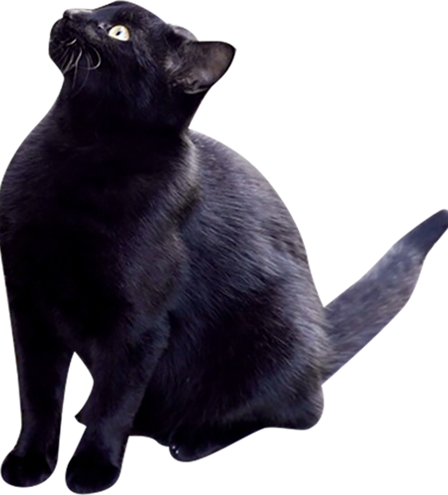 黒い猫