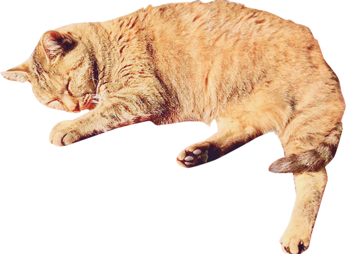 茶色い猫