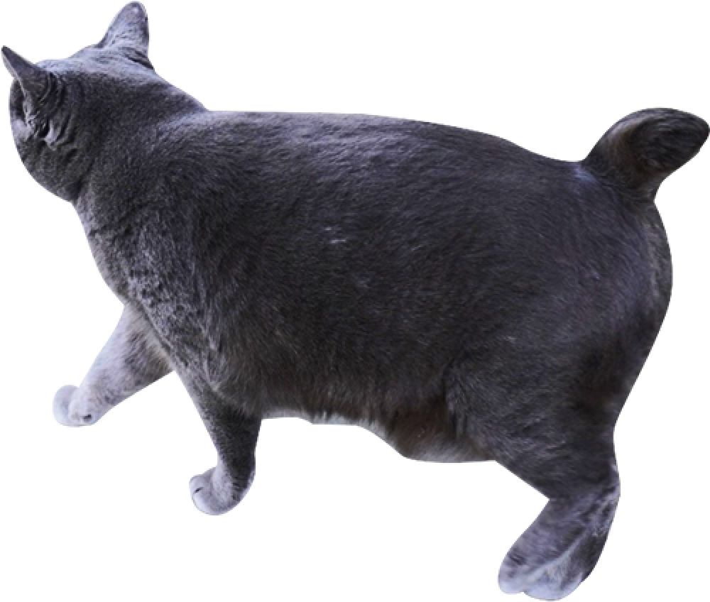 黒い猫