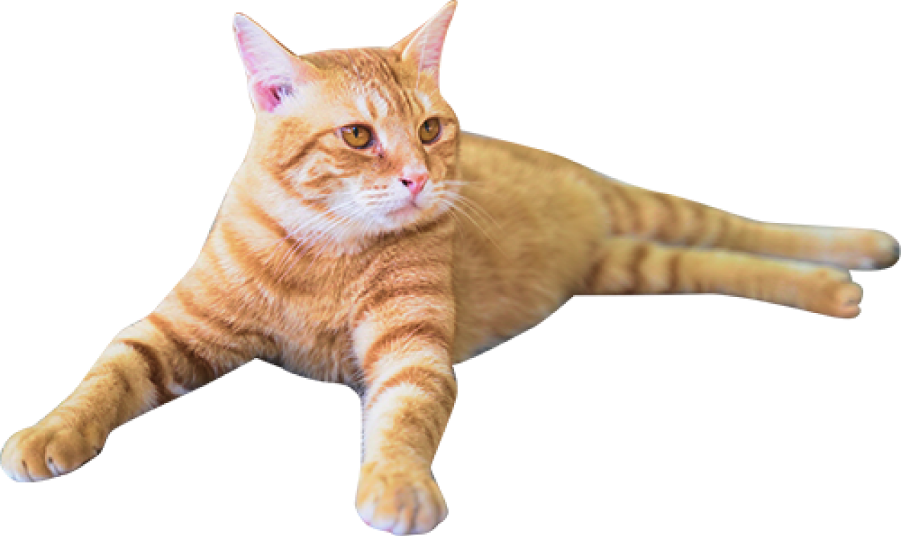 茶色い猫