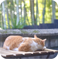 猫が後ろを向いて休憩している