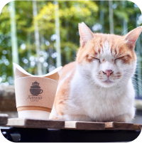 猫の正面