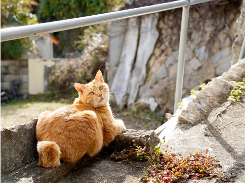 神社の猫